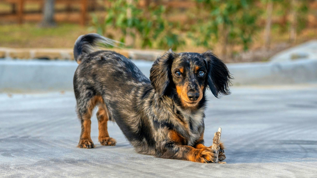 Le Comportement du Teckel : Comprendre son Caractère Unique