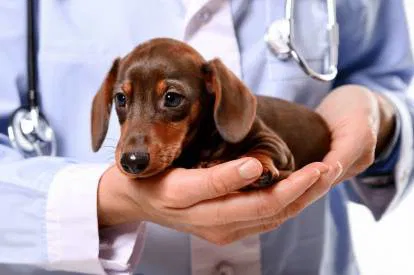 Les Soins Essentiels pour votre Teckel : Guide Pratique